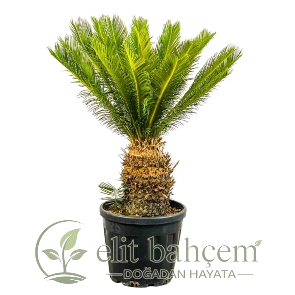 Sikas Japon Palmiyesi (Cycas Revoluta) XXL