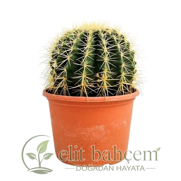 Ekinoks Kaktüs (Echinocactus Grusonii) Small