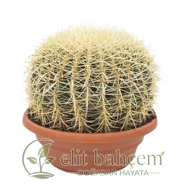 Ekinoks Kaktüs (Echinocactus Grusonii) Large