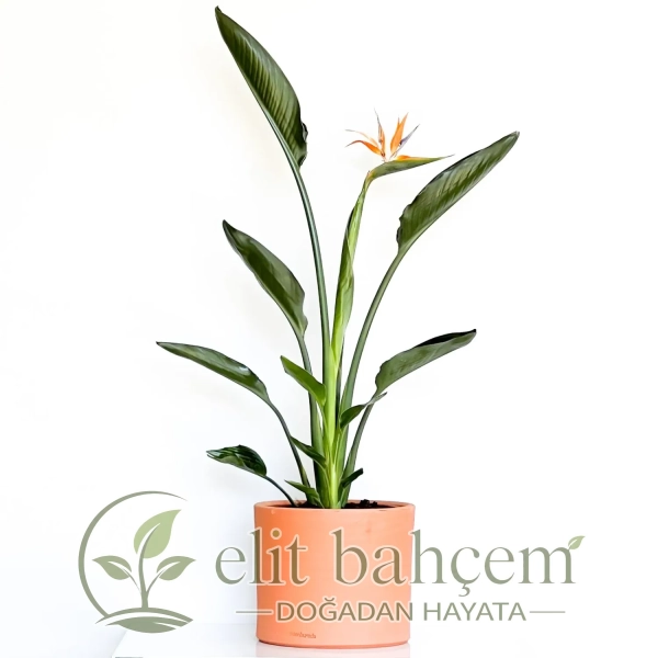 Starliçe Cennet Kuşu (Strelitzia Reginae) Ruby