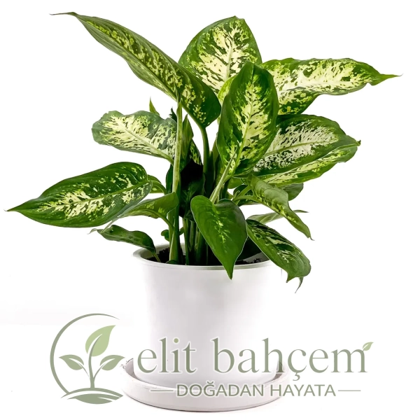 Difenbahya (Dieffenbachia Compacta) Ruby
