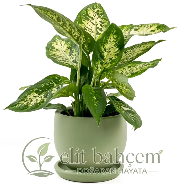 Difenbahya (Dieffenbachia Compacta) Curvy