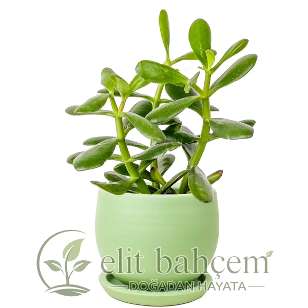 Para Çiçeği (Crassula Ovata) Curvy