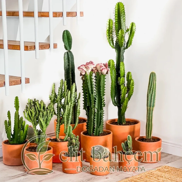 Kaktüs (Euphorbia Acrurensis) Ruby