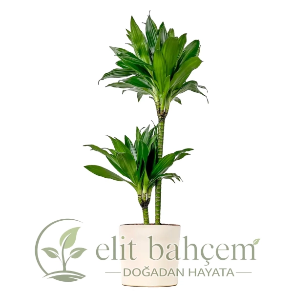 Dracaena Compacta - 2 Gövdeli Ruby