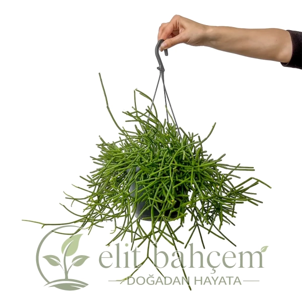 Kaktüs (Rhipsalis Cassutha) Askılı Saksılı