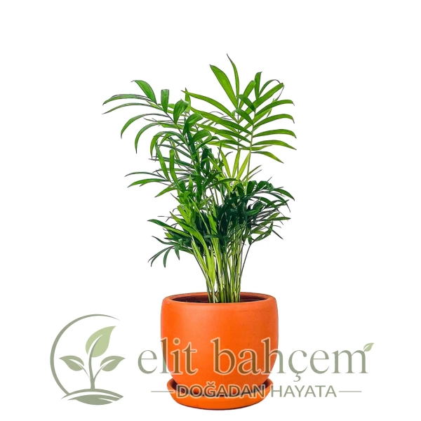 Dağ Palmiyesi Mini (Chamaedorea Elegans) Curvy