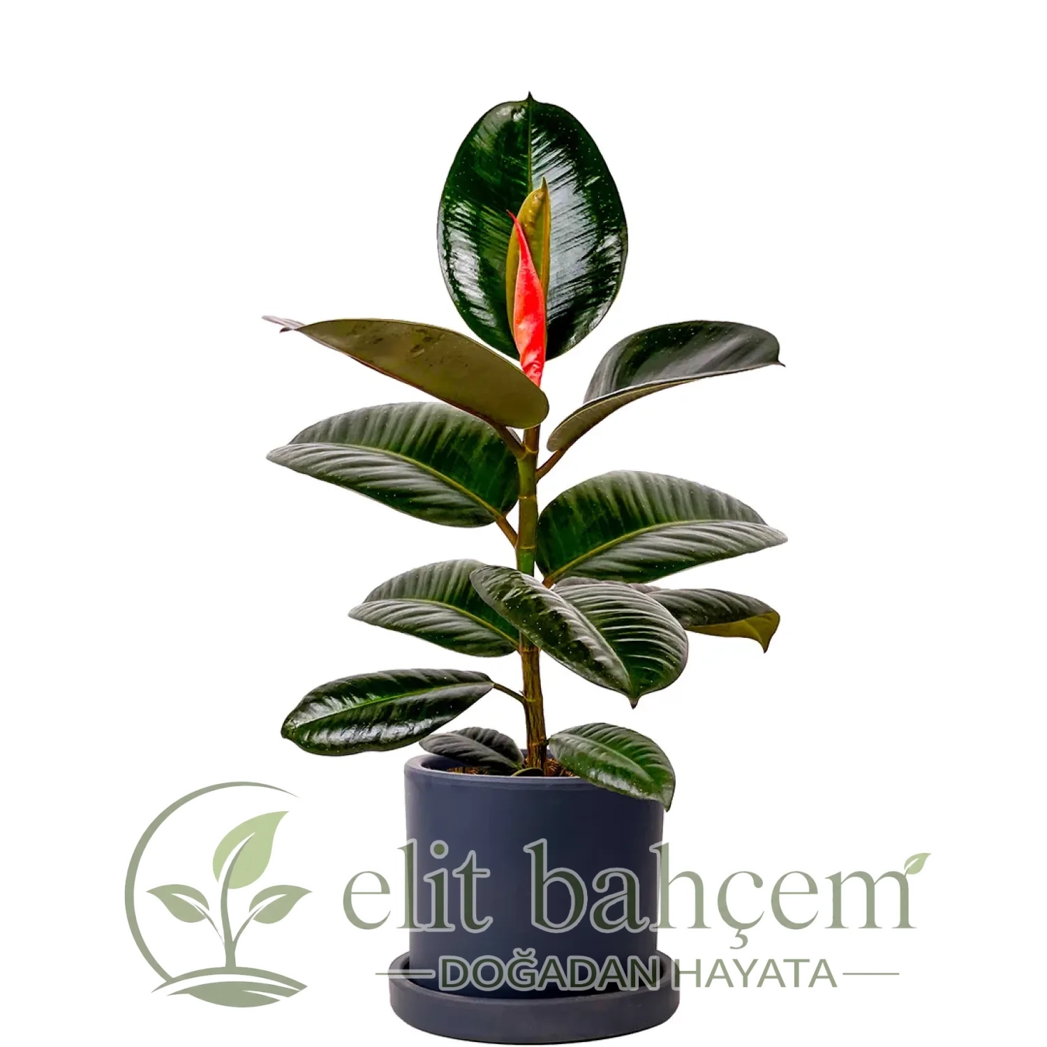 Kauçuk - (Ficus Elastica Robusta) Ruby