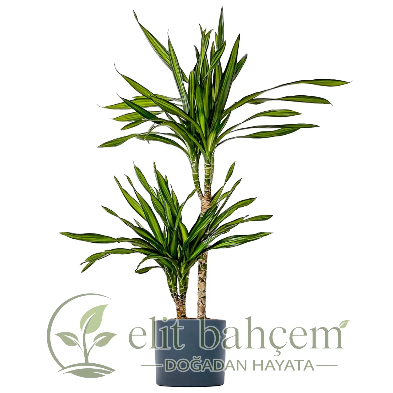 Dracaena Rikki - 2 Gövdeli Ruby
