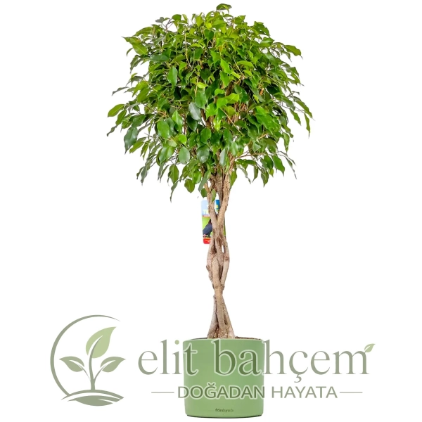 Örgülü Benjamin (Ficus Benjamina Danielle) Ruby