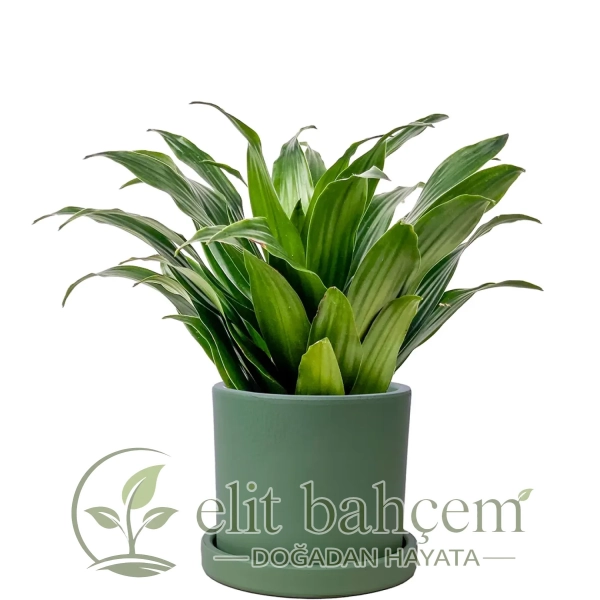 Dracaena Compacta Mini - Ruby