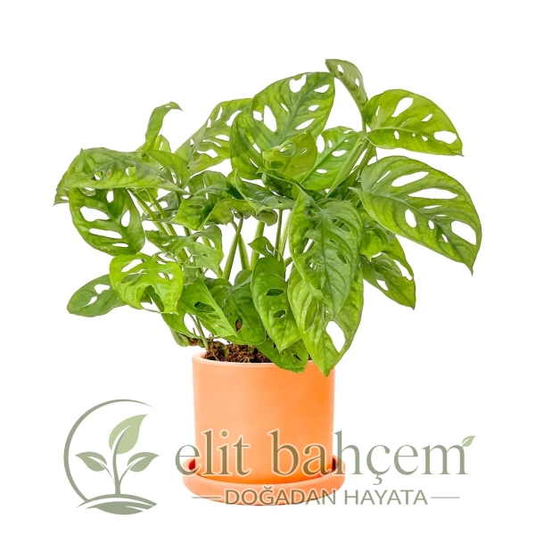 Deve Tabanı Mini (Monstera Monkey Mask) Ruby