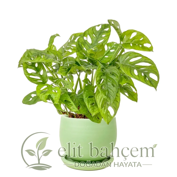 Deve Tabanı Mini (Monstera Monkey Mask) Curvy