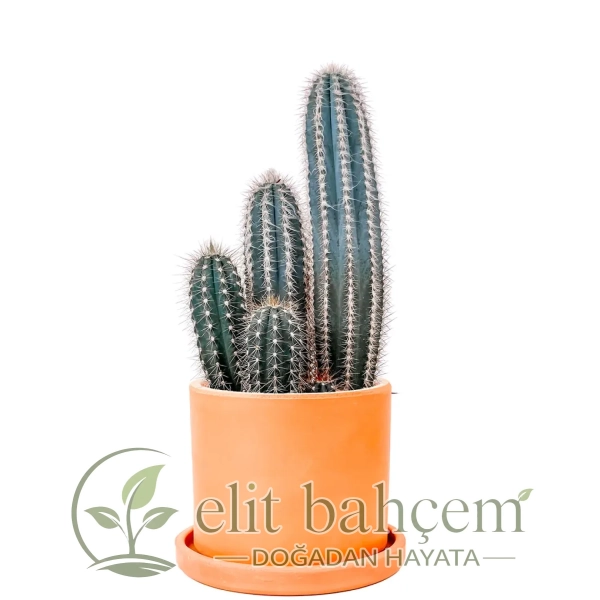 Mavi Sütun Kaktüs (Pilosocereus Pachycladus) Ruby