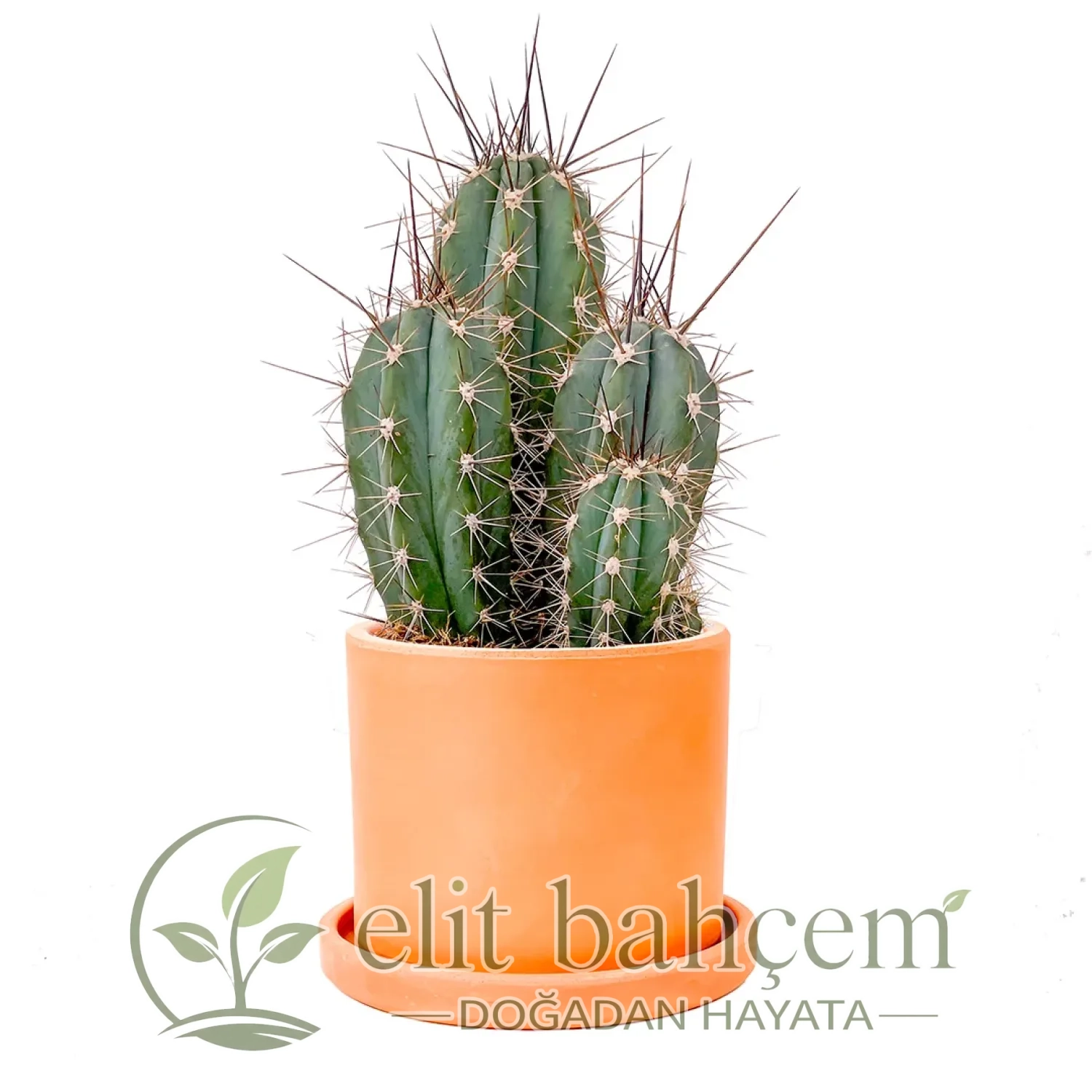 Kaktüs (Stetsonia Coryne) Ruby