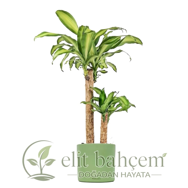 Dracaena Massengena - 2 Gövdeli Ruby