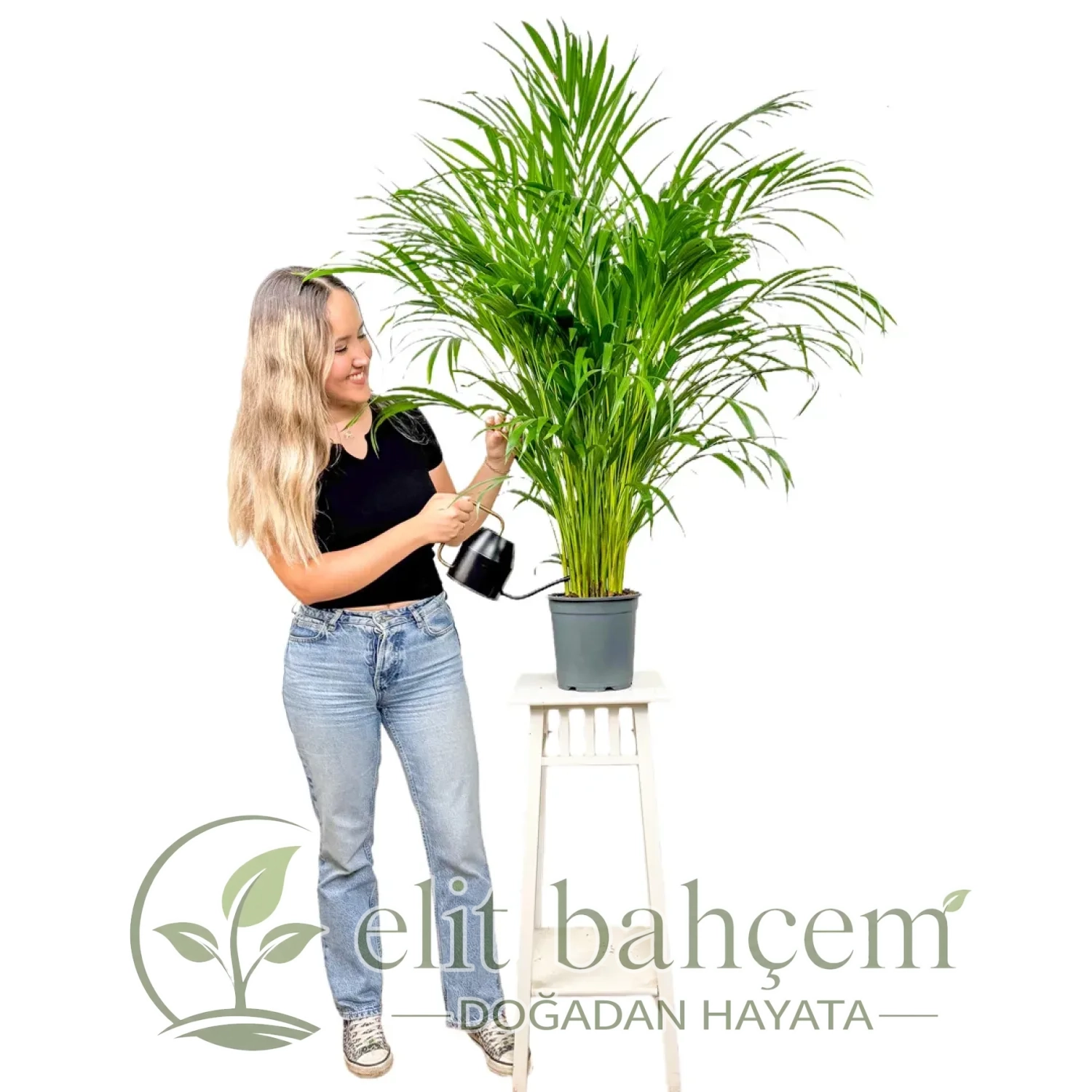 Areka Palmiyesi (Dypsis Lutescens) 100cm