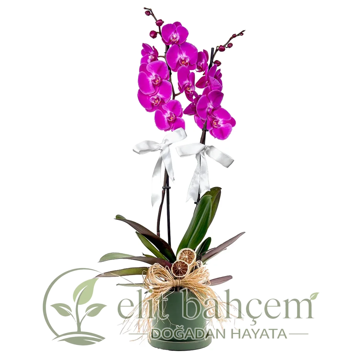 Mor Orkide (Purple Orchid) Ruby
