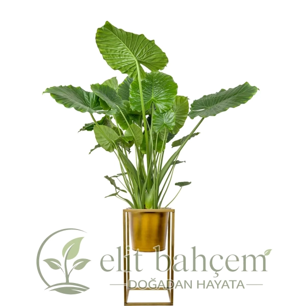 Fil Kulağı (Alocasia) XL Ayaklı Gold Metal Saksılı