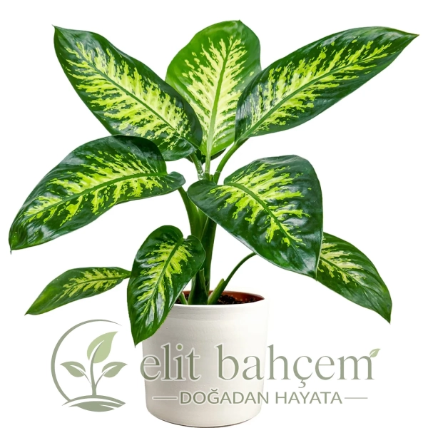 Difenbahya (Dieffenbachia Tropic Snow) Ruby