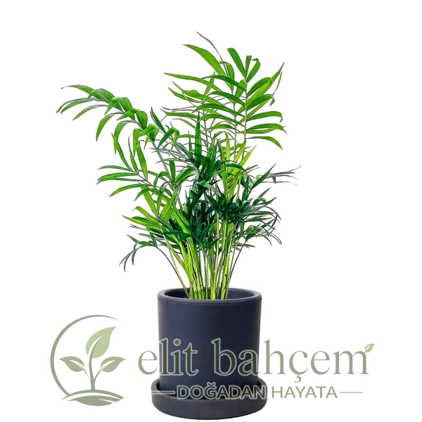 Dağ Palmiyesi Mini (Chamaedorea Elegans) Ruby