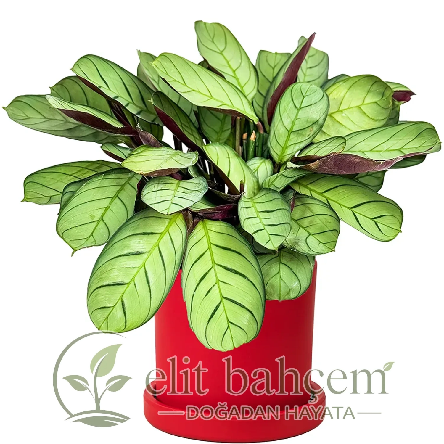 Kalatya Mini (Calathea Amagris) Ruby