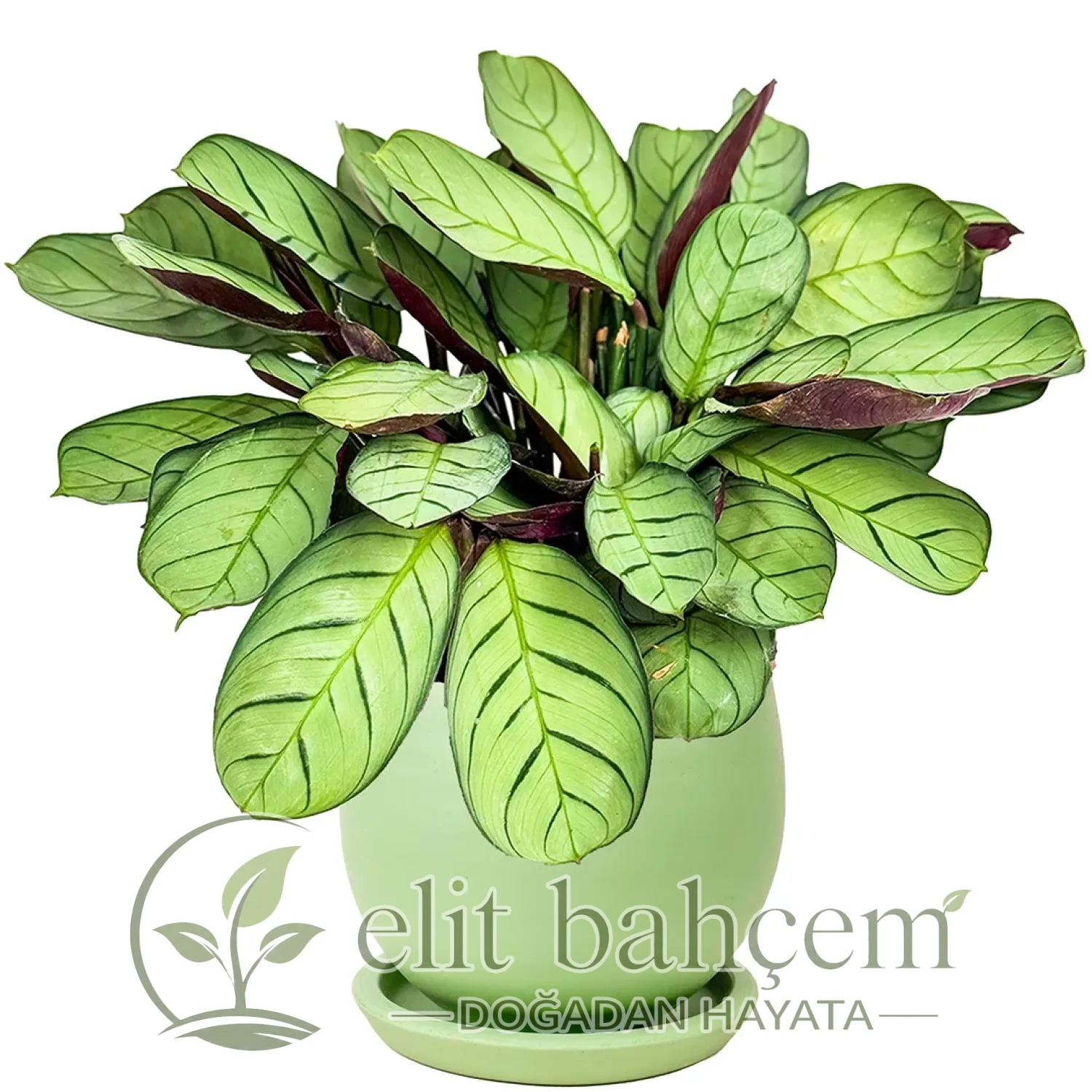 Kalatya Mini (Calathea Amagris) Curvy