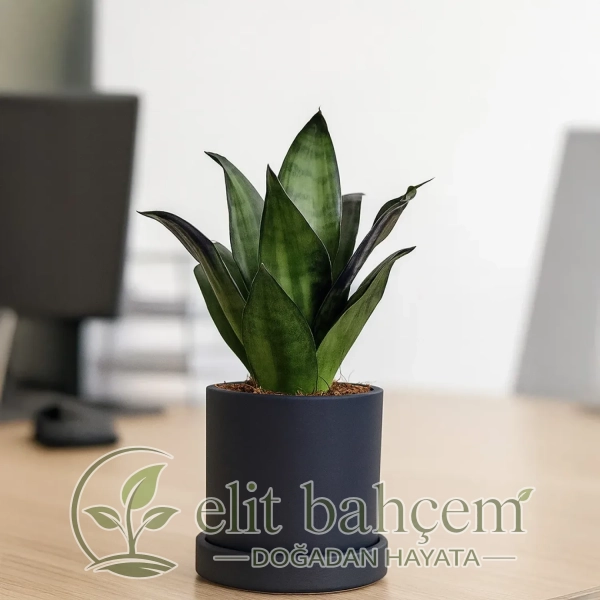 Paşa Kılıcı Mini (Sansevieria Dark Green Hahnii) Ruby