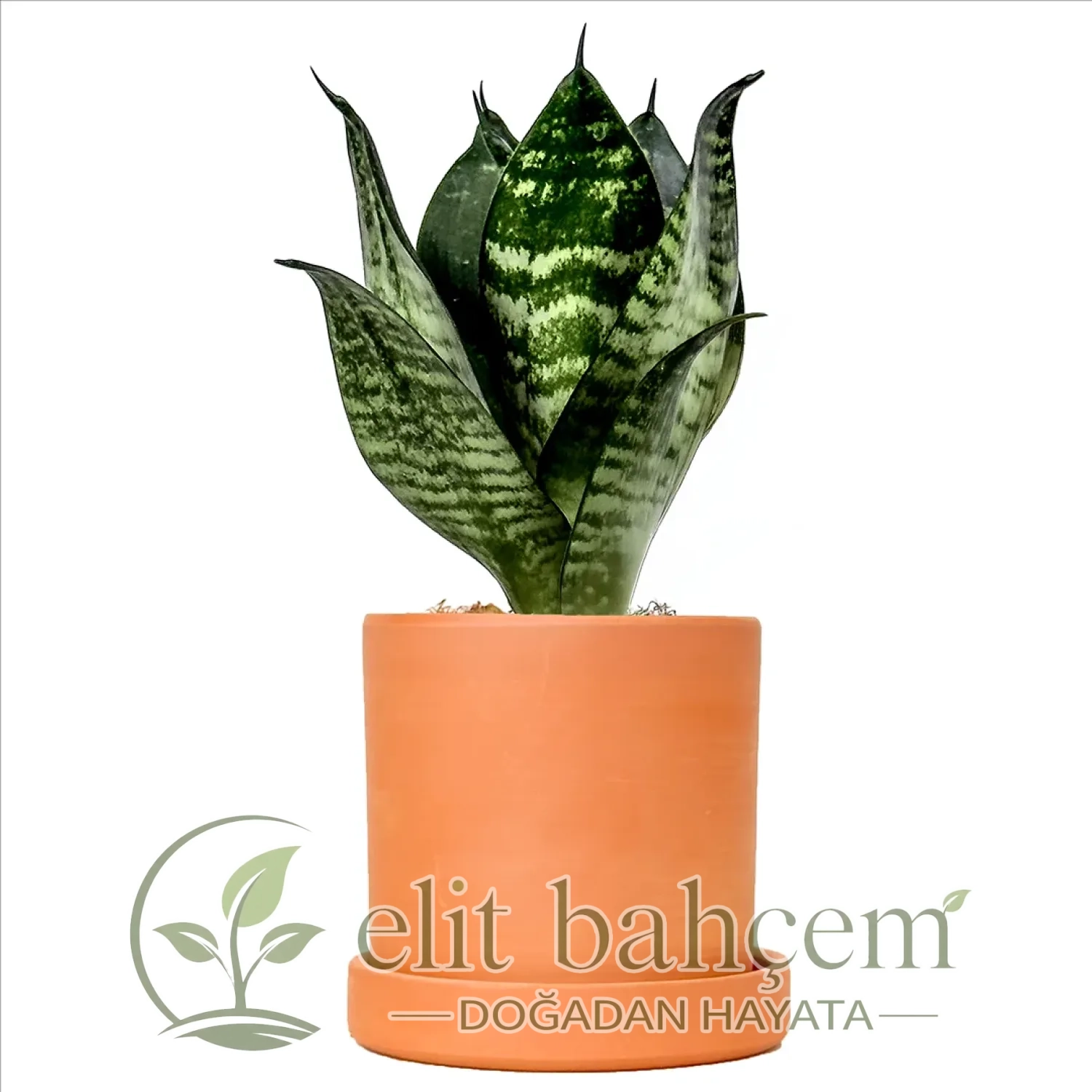 Paşa Kılıcı Mini (Sansevieria Green Hahnii) Ruby