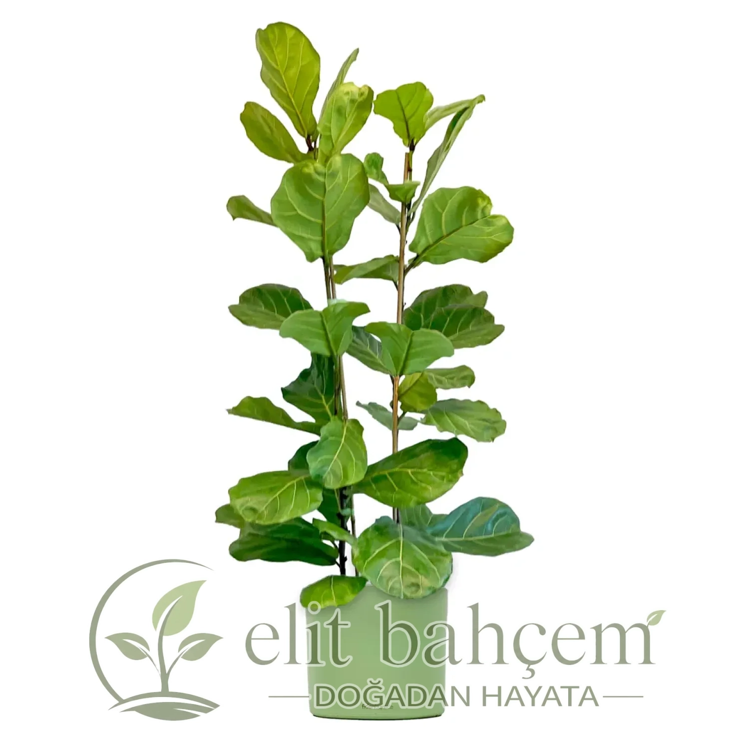 Pandora Kauçuğu - 2 Gövdeli (Ficus Lyrata) Ruby