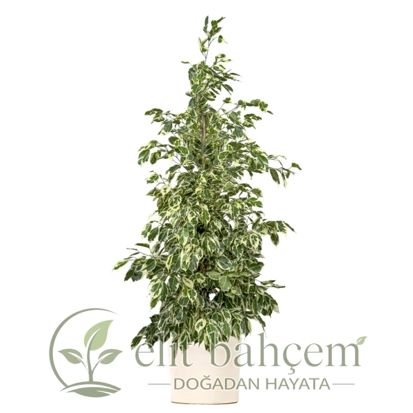 Benjamin (Ficus Benjamina Starlight) Ruby