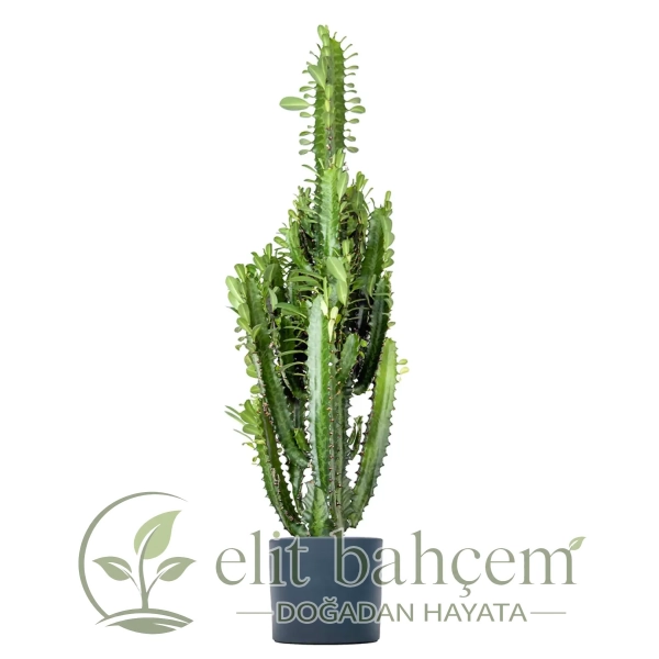Kaktüs (Euphorbia Trigona) Ruby