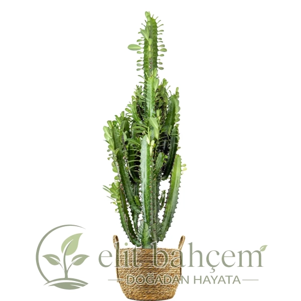 Kaktüs (Euphorbia Trigona) Hasır Saksılı