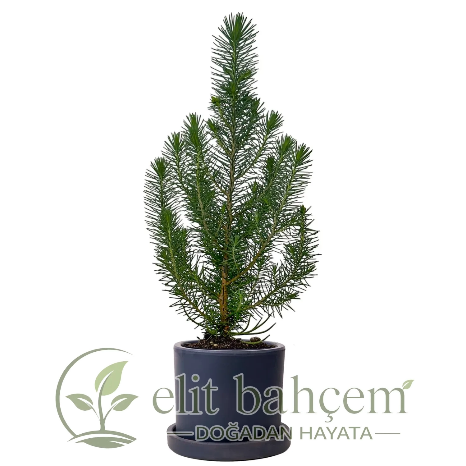 Fıstık Çamı (Pinus Pinea-Silver Crest) Ruby