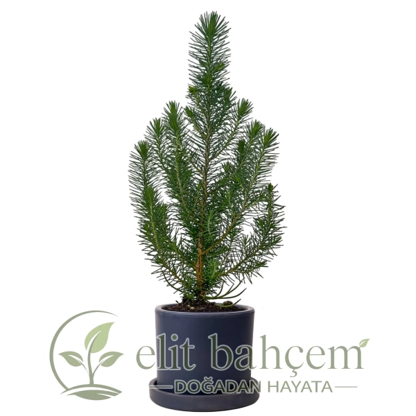 Fıstık Çamı (Pinus Pinea-Silver Crest) Ruby