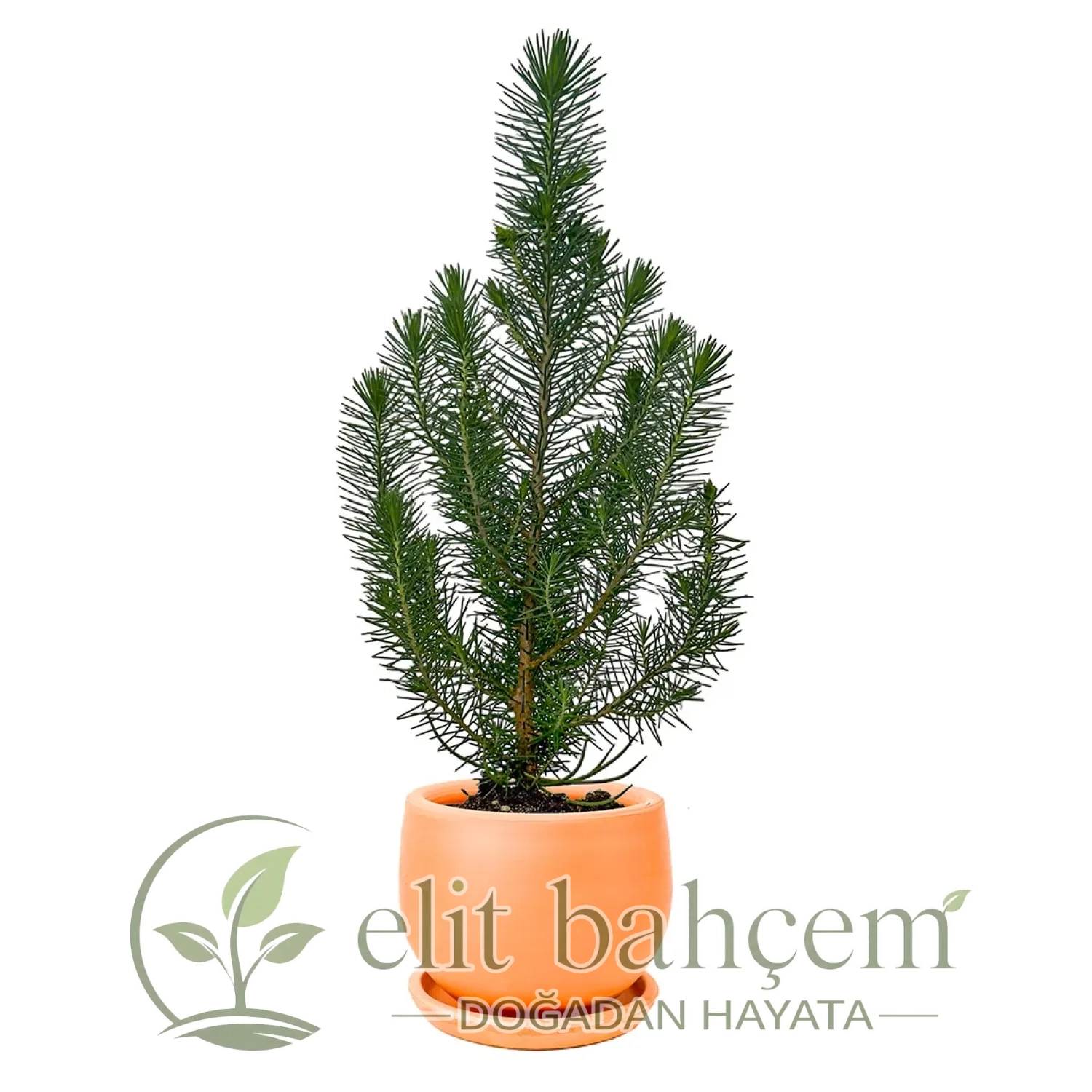 Fıstık Çamı (Pinus Pinea-Silver Crest) Curvy