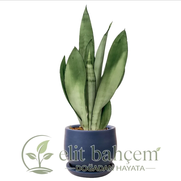 Paşa Kılıcı Mini (Sansevieria Moonshine) Curvy
