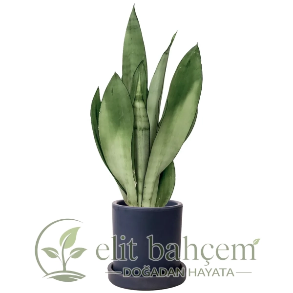 Paşa Kılıcı Mini (Sansevieria Moonshine) Ruby
