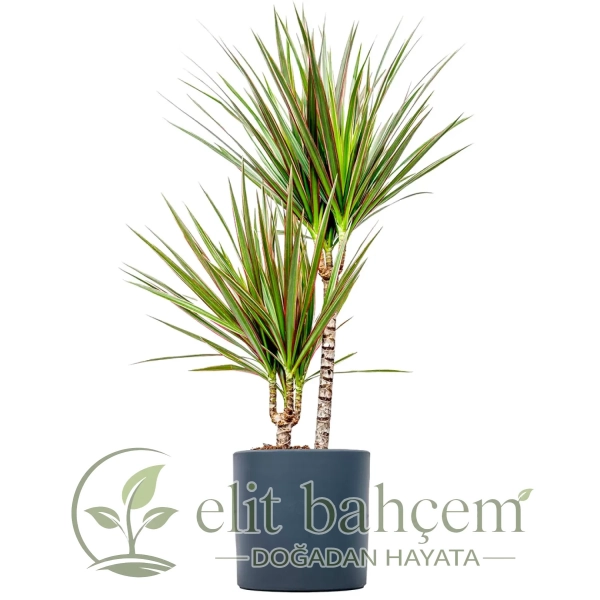 Dracaena Marginata Bicolor - 2 Gövdeli Ruby
