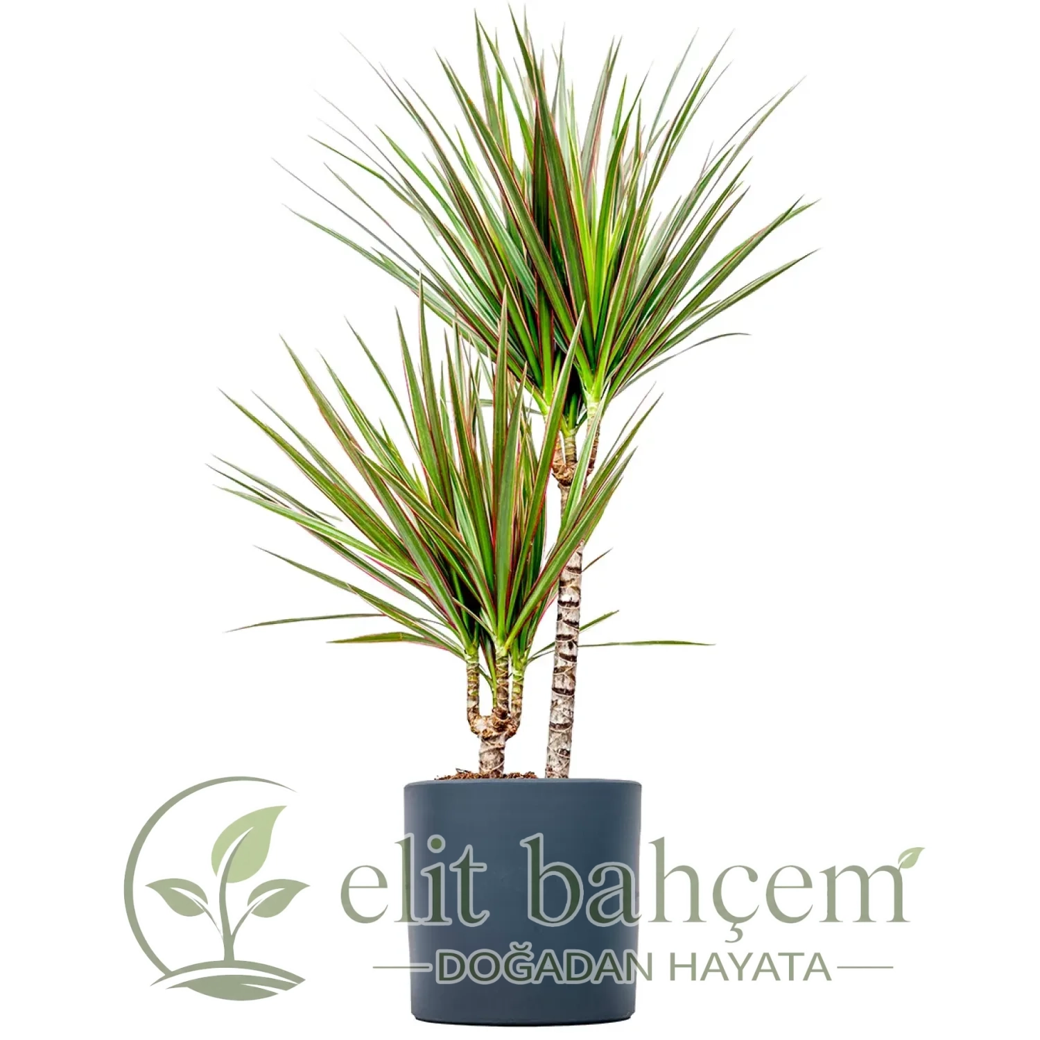 Dracaena Marginata Bicolor - 2 Gövdeli Ruby