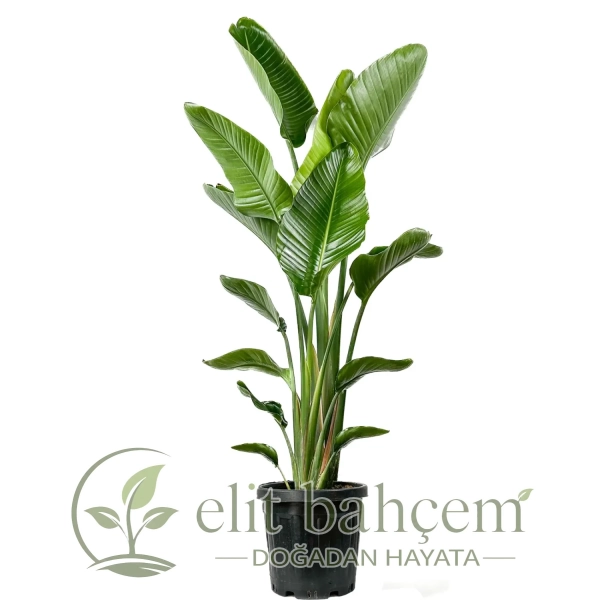 Starliçe XL (Strelitzia Nicolai)