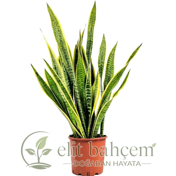 Paşa Kılıcı XL (Sansevieria Laurentii)