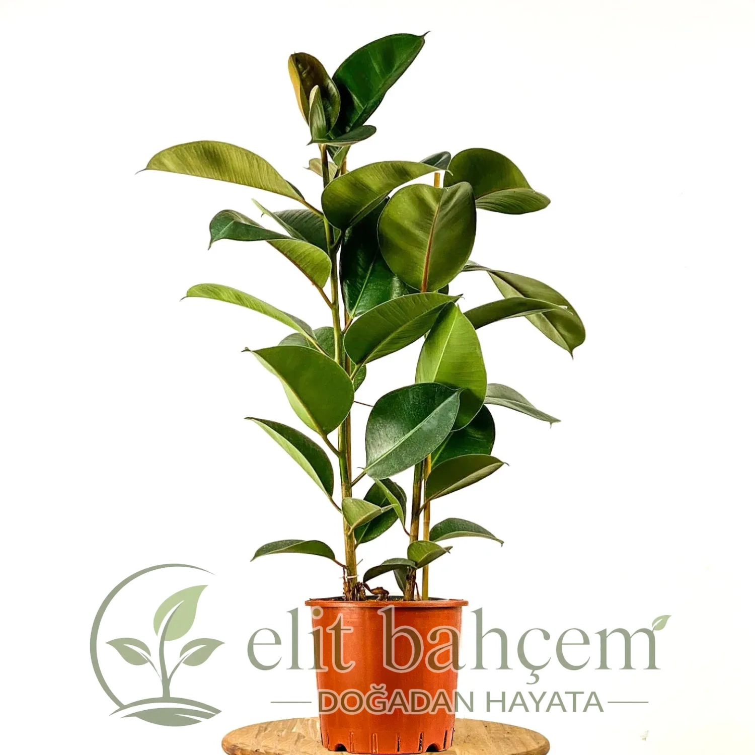 Kauçuk - 2 Gövdeli (Ficus Elastica)