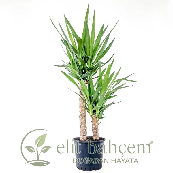 Yuka 2 Gövdeli (Yucca Massengena)