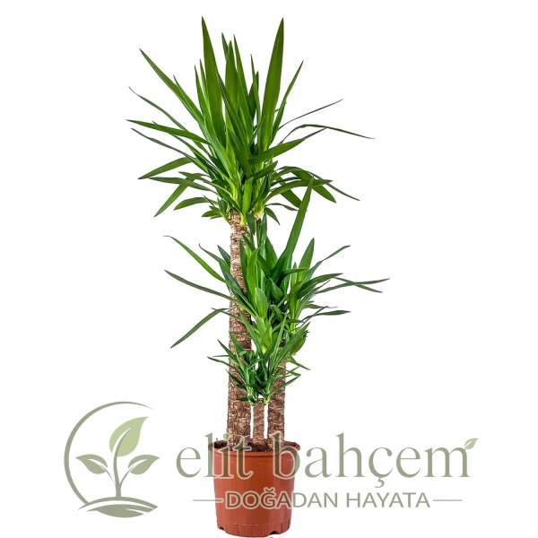 Yuka 3 Gövdeli (Yucca Massengena)