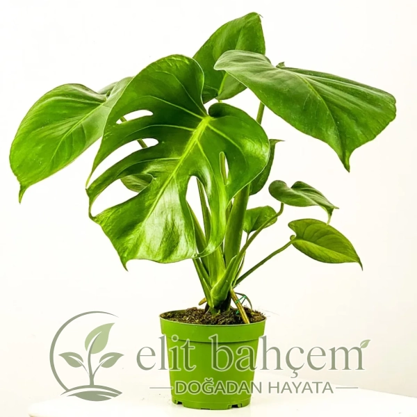 Deve Tabanı (Monstera Deliciosa)