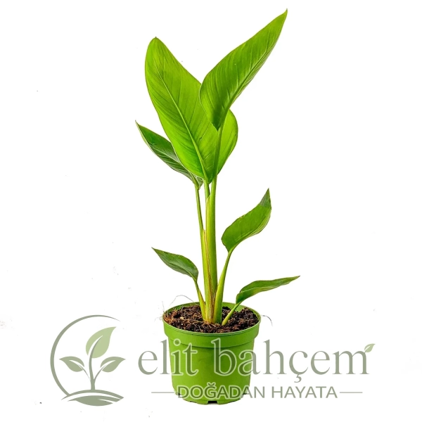 Starliçe Mini (Strelitzia Nicolai)