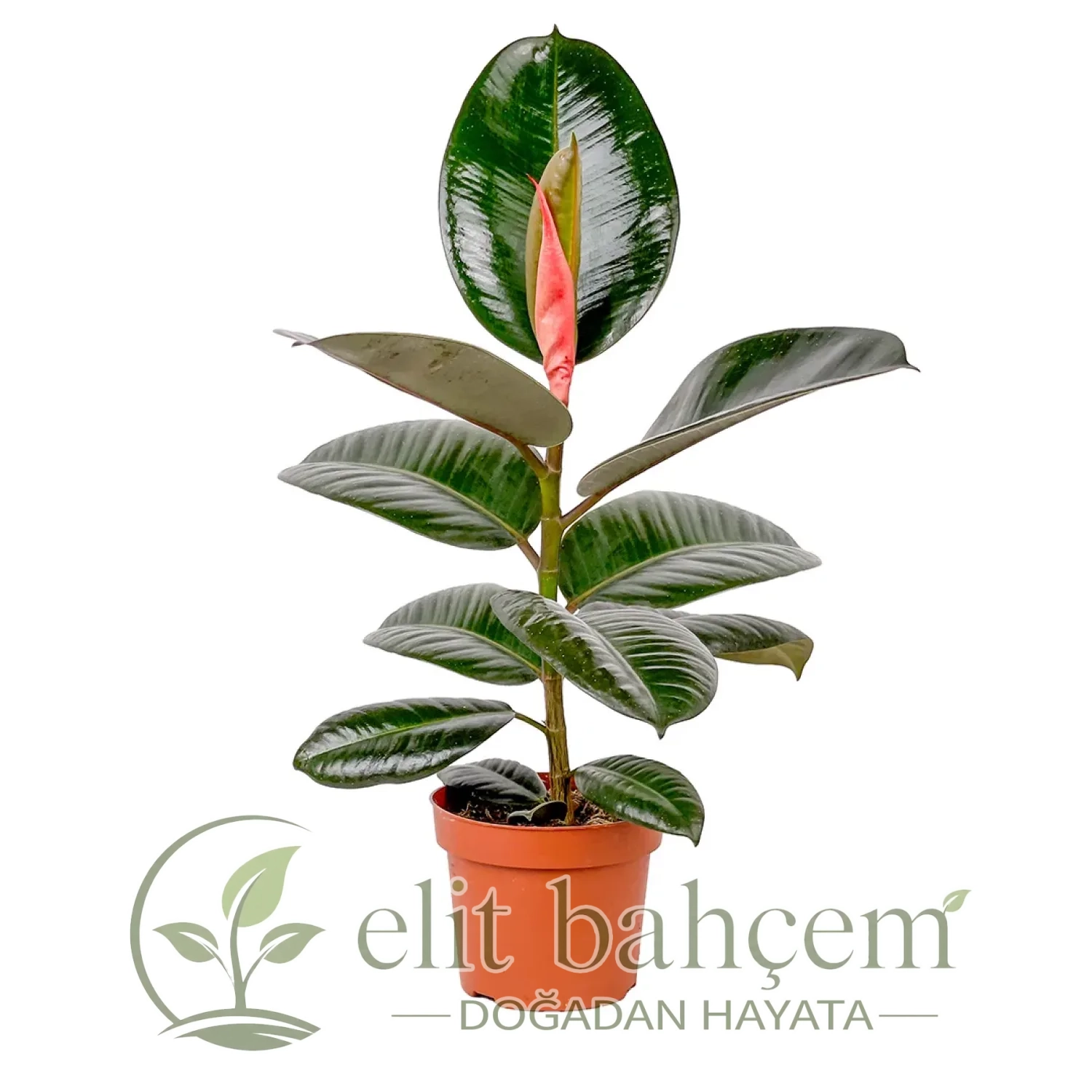 Kauçuk - (Ficus Elastica Robusta)