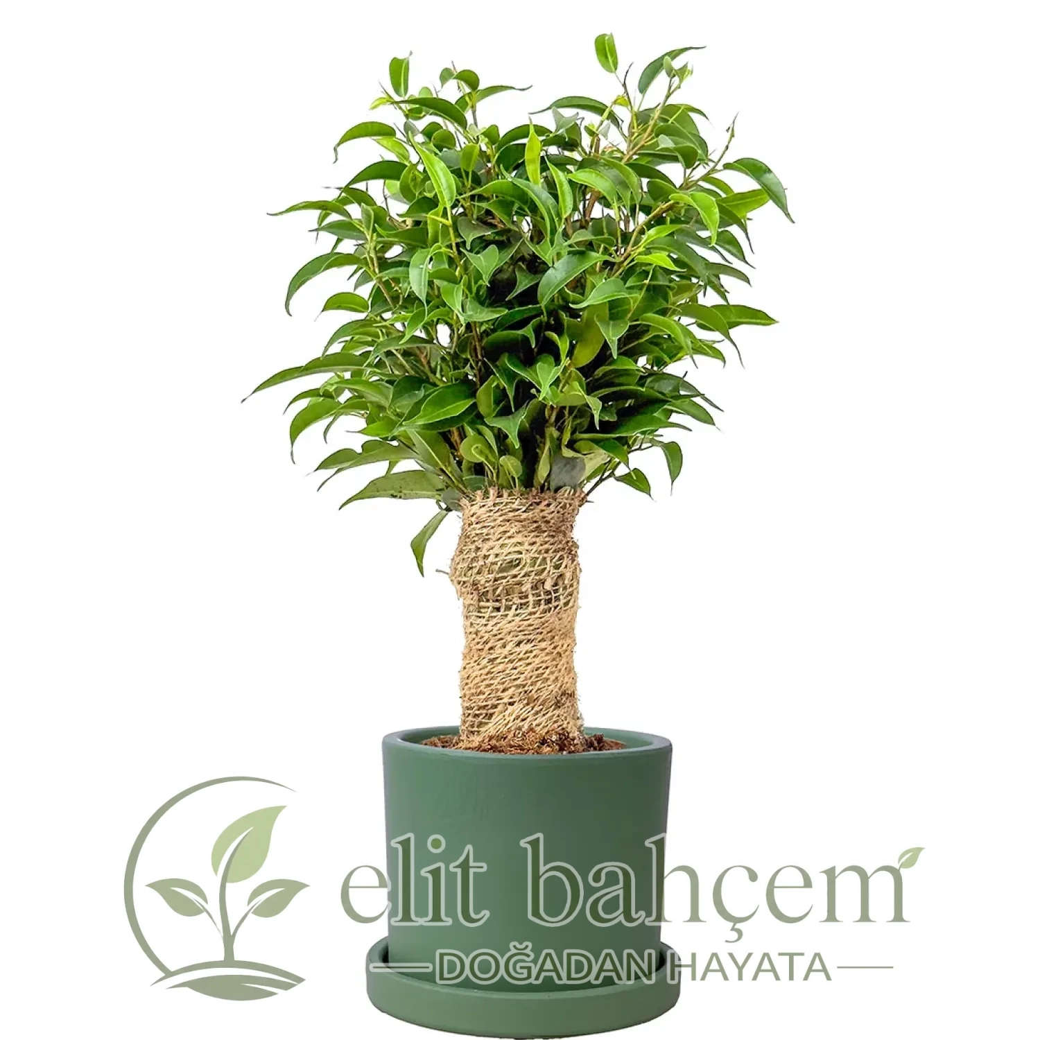 Benjamin Mini (Ficus Benjamina Danielle) Ruby