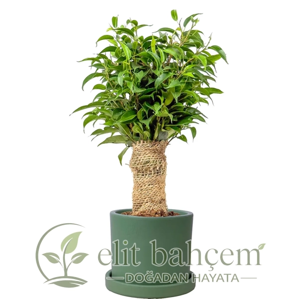 Benjamin Mini (Ficus Benjamina Danielle) Ruby